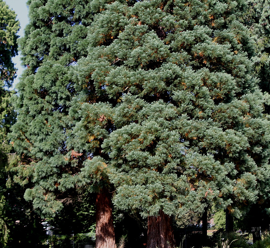 Изображение особи Sequoiadendron giganteum.