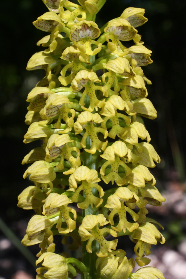 Image of Orchis punctulata specimen.