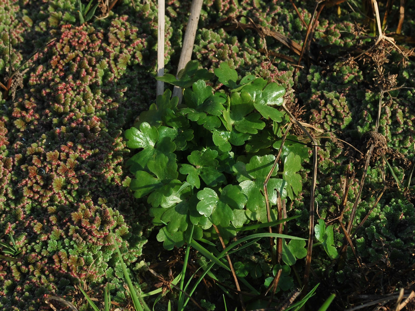 Изображение особи Ranunculus sceleratus.