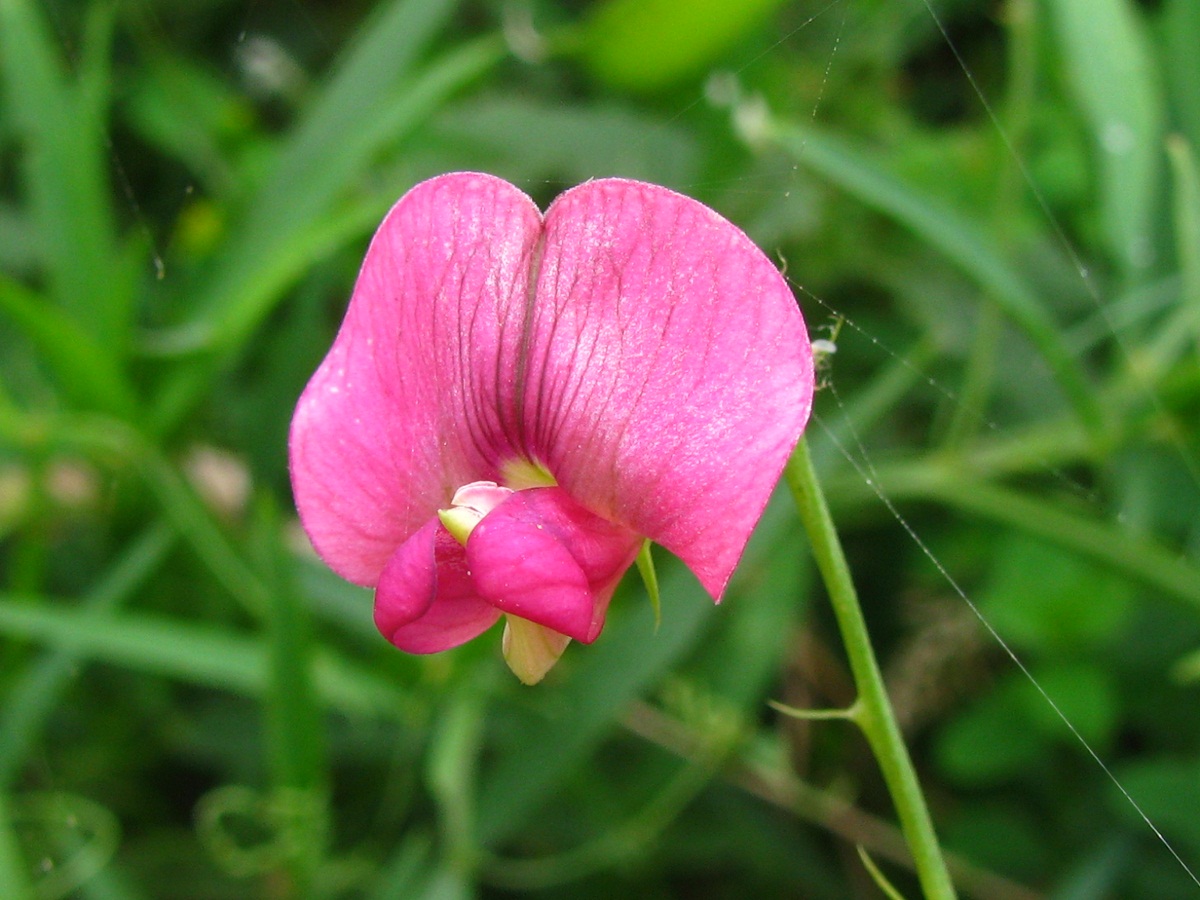 Image of Lathyrus sylvestris specimen.