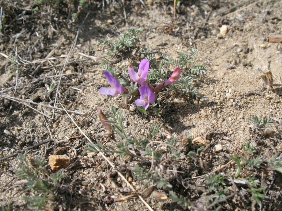 Image of Astragalus angarensis ssp. ozjorensis specimen.