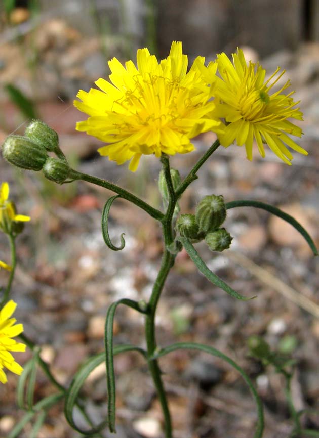 Image of Crepis tectorum specimen.