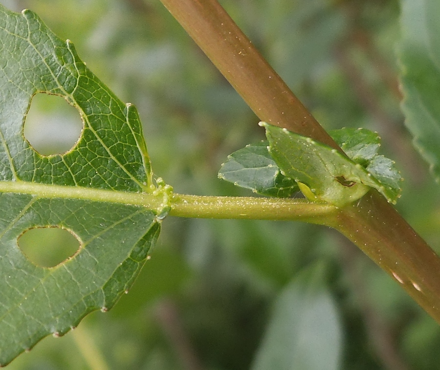 Image of Salix hexandra specimen.