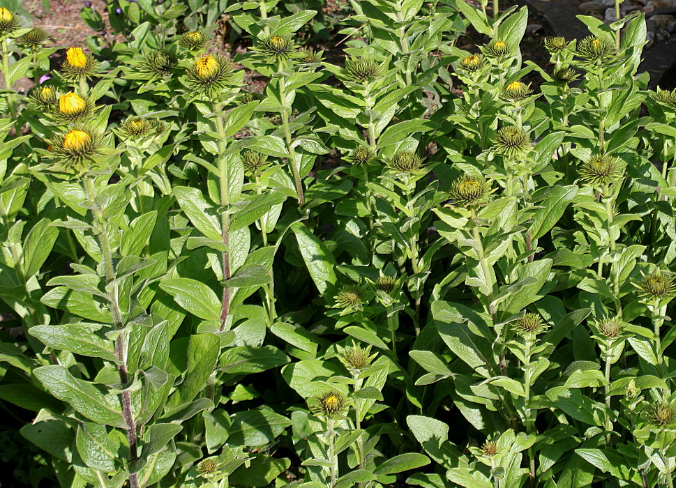 Image of genus Inula specimen.