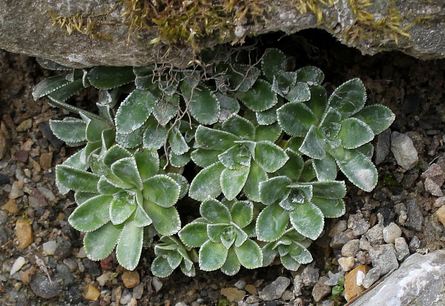 Image of genus Saxifraga specimen.