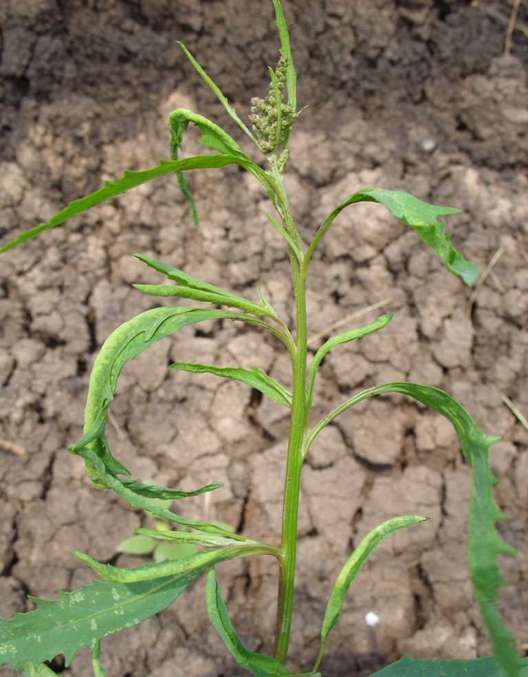 Image of genus Atriplex specimen.