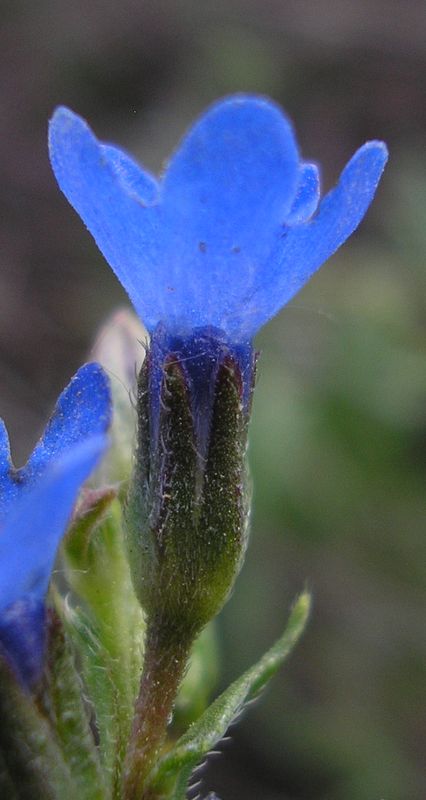 Image of Anchusa gmelinii specimen.