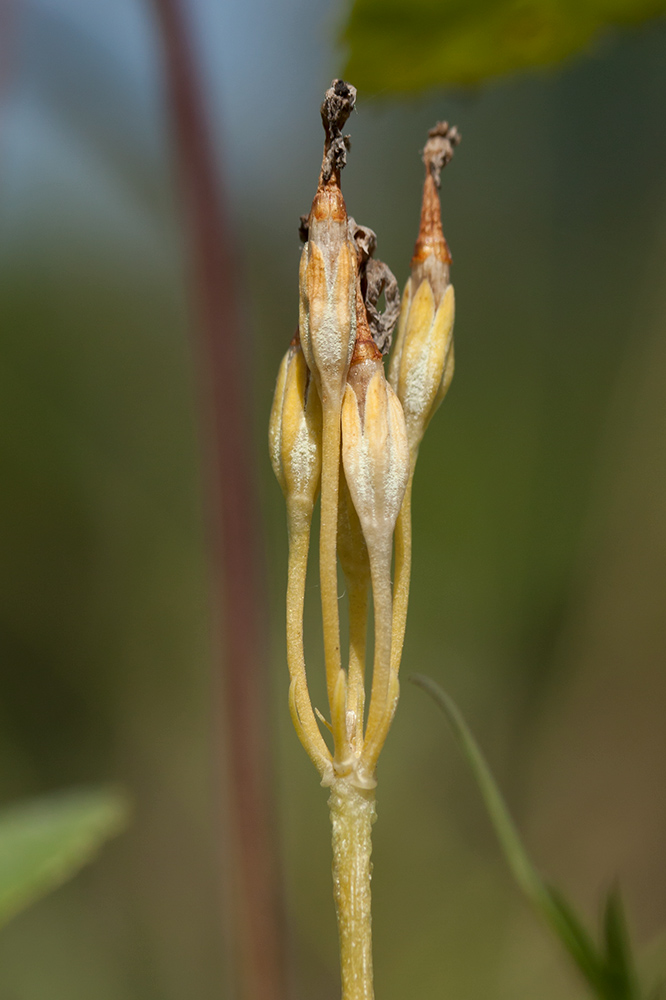 Image of Primula farinosa specimen.