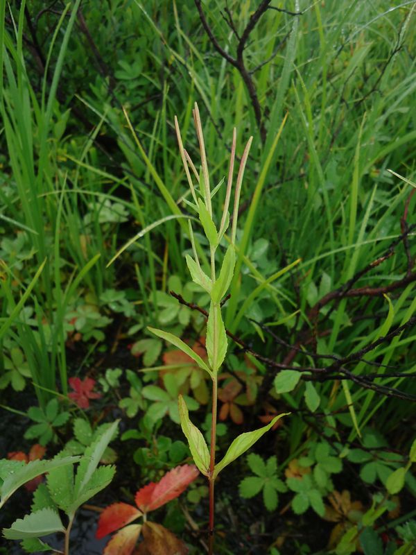 Изображение особи Epilobium palustre.