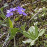 Primula algida