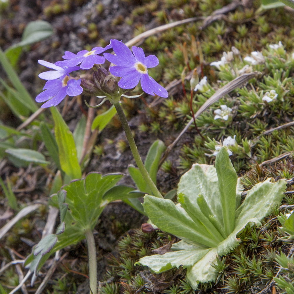 Image of Primula algida specimen.