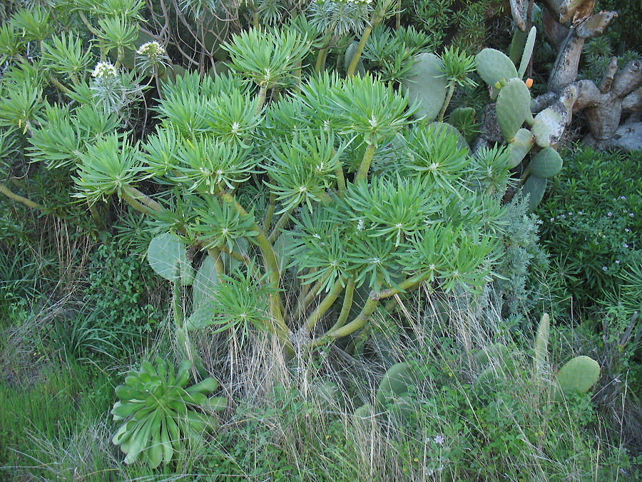 Image of Kleinia neriifolia specimen.