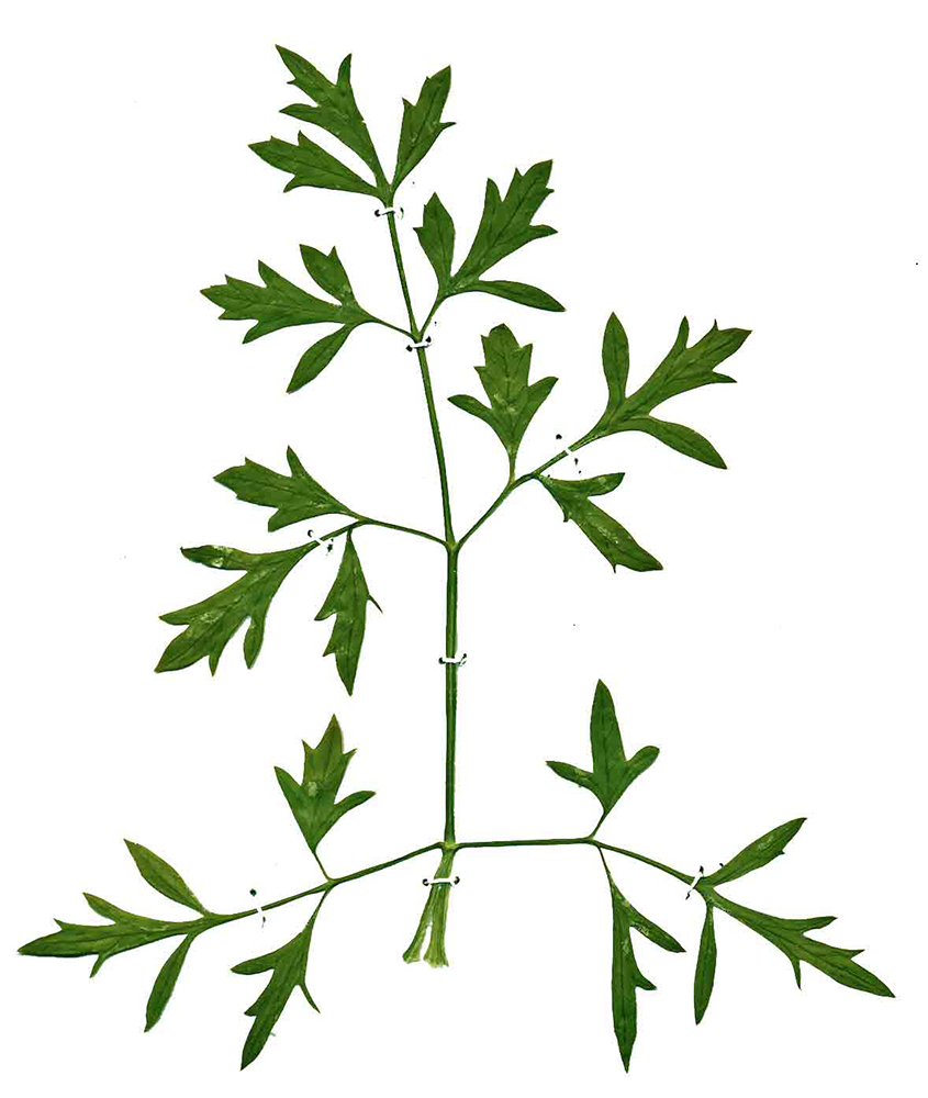 Изображение особи Petroselinum crispum.