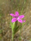 Dianthus armeria