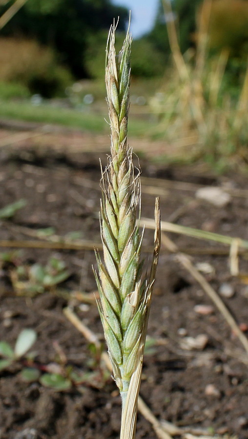 Image of &times; Triticosecale rimpaui specimen.