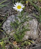 familia Asteraceae