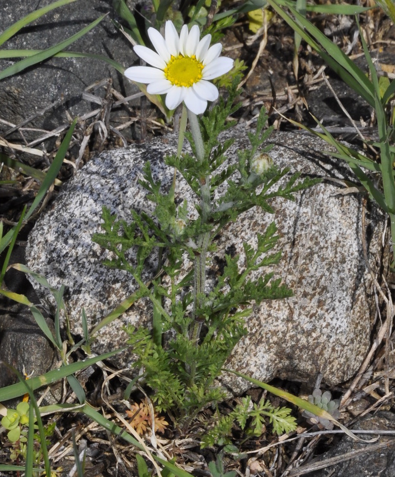 Изображение особи семейство Asteraceae.