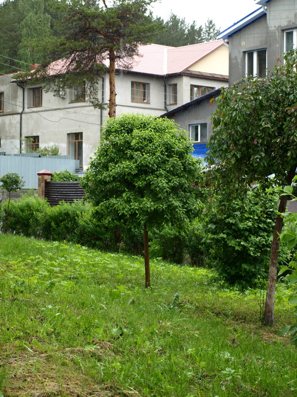 Изображение особи Malus pumila.