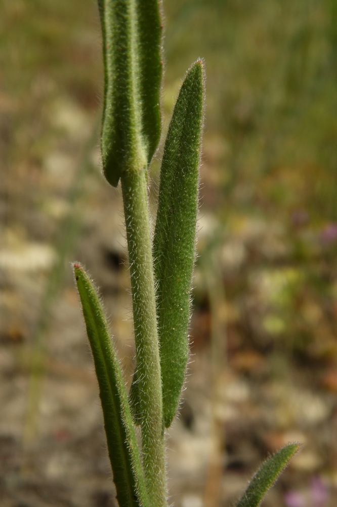 Image of Camelina microcarpa specimen.