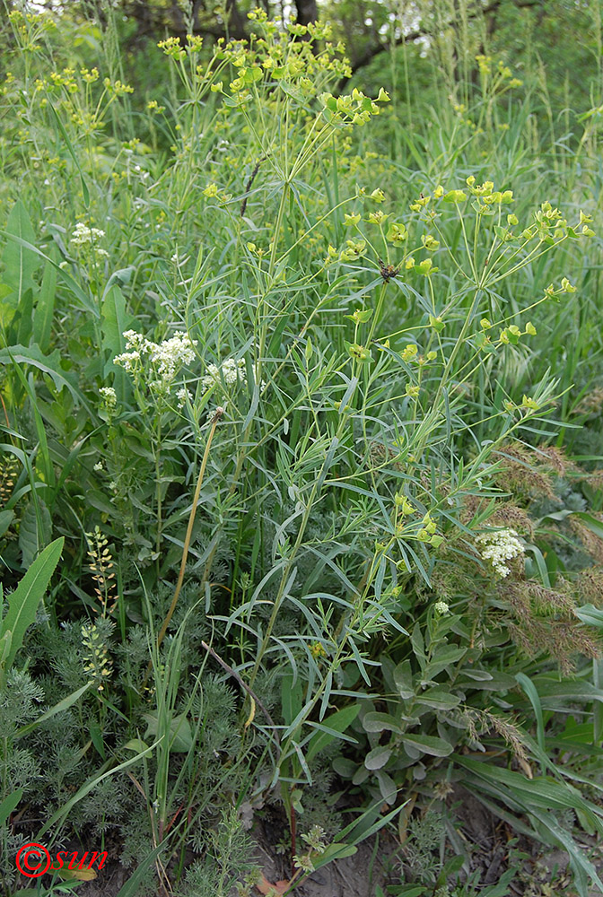 Image of Euphorbia kaleniczenkoi specimen.