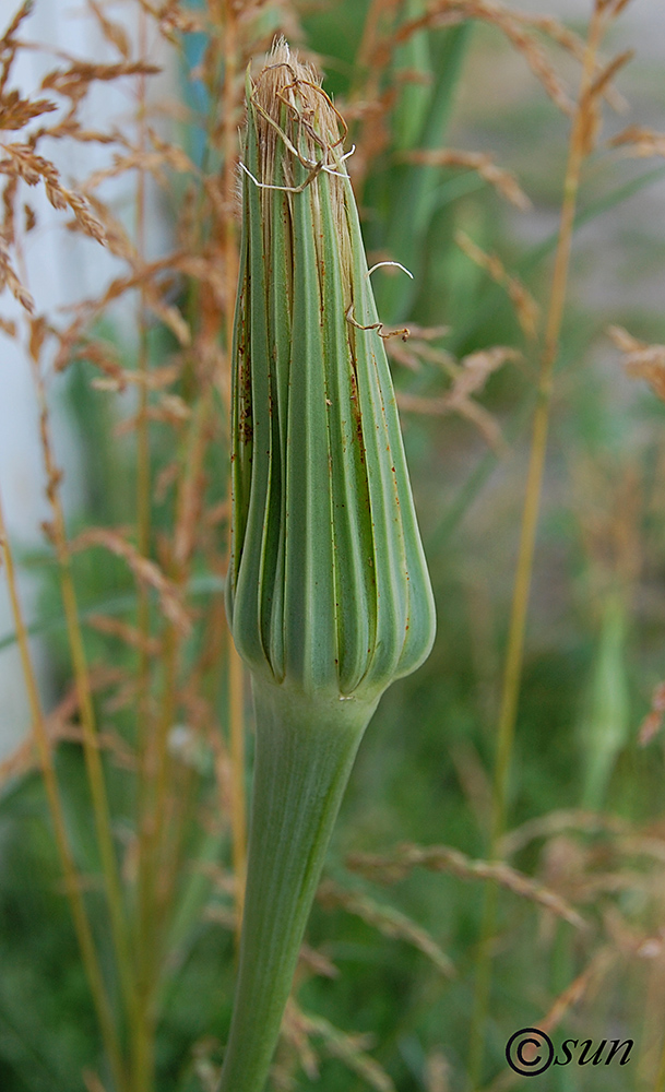 Image of Tragopogon dubius ssp. major specimen.