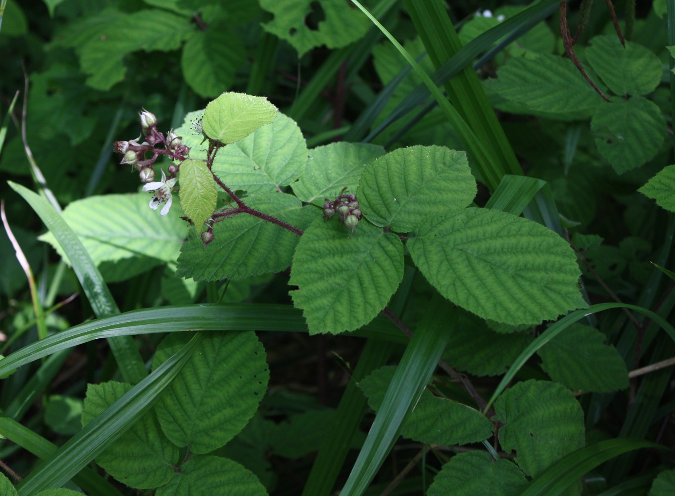 Изображение особи Rubus glandulosus.