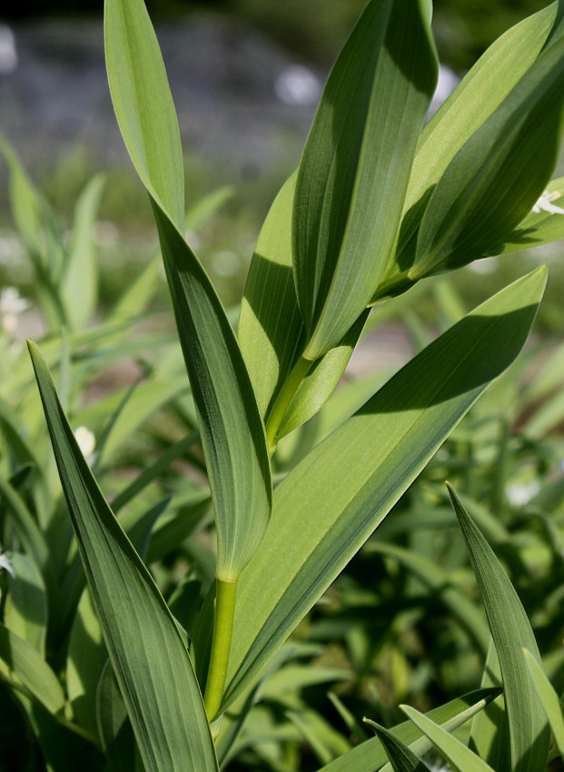 Image of Smilacina racemosa specimen.