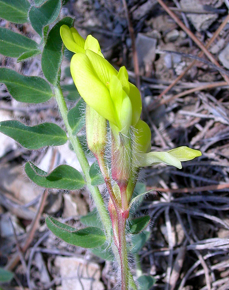 Изображение особи Astragalus utriger.