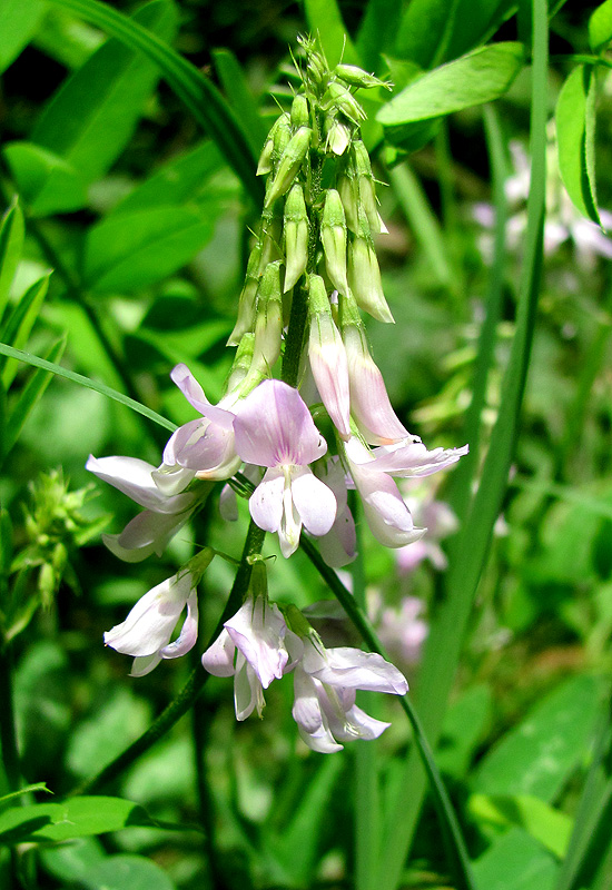 Image of Galega officinalis specimen.