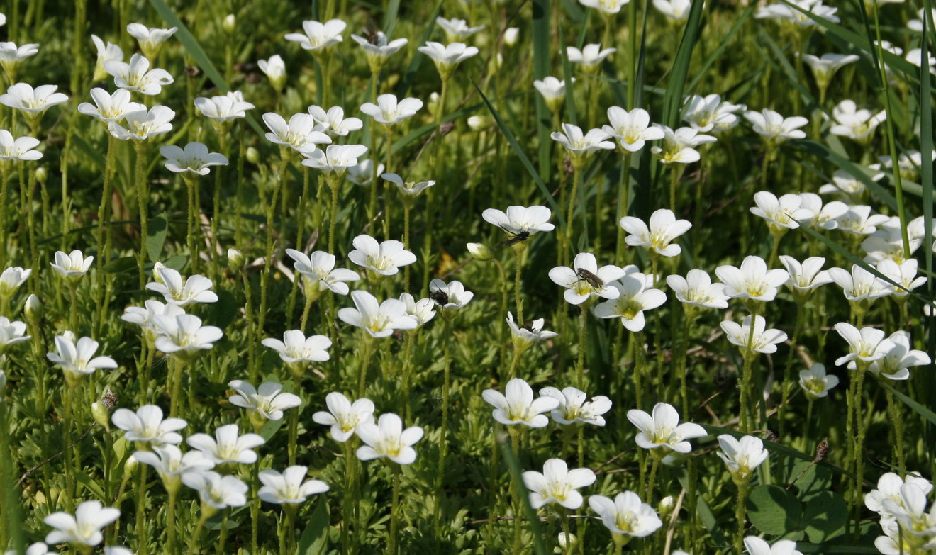 Image of genus Saxifraga specimen.