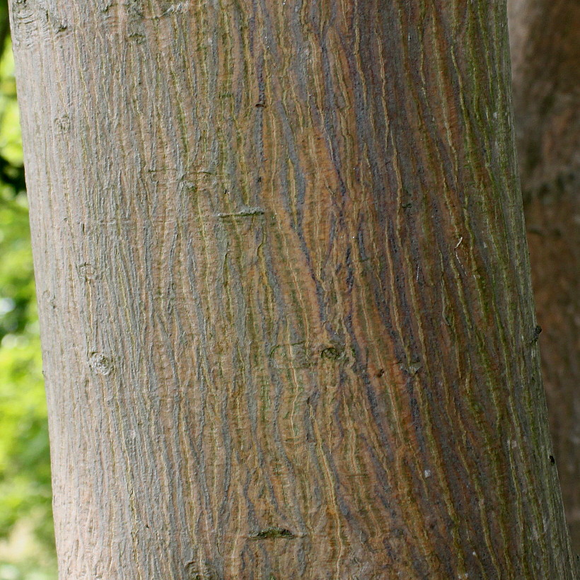 Image of Acer cappadocicum specimen.