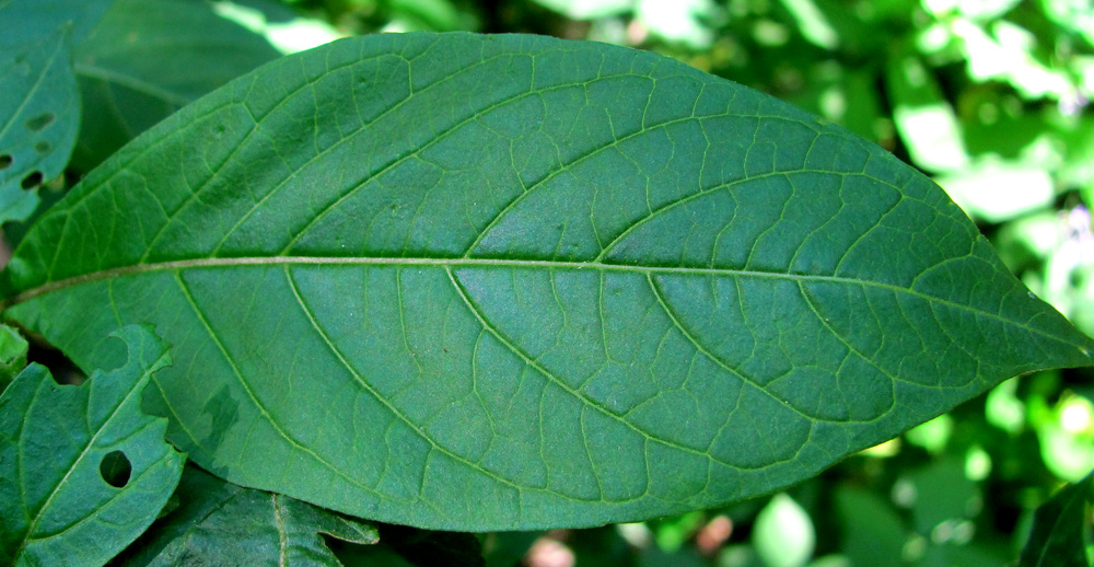 Image of Atropa caucasica specimen.