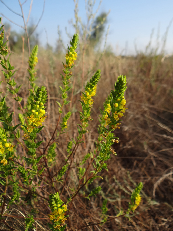 Изображение особи Orthanthella lutea.