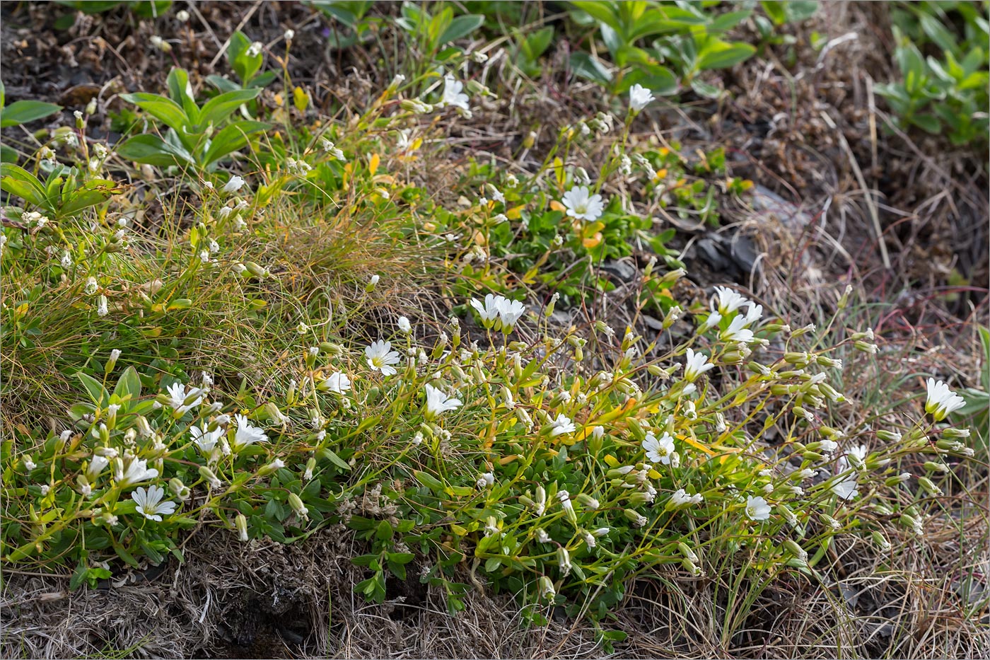 Изображение особи Cerastium glabratum.