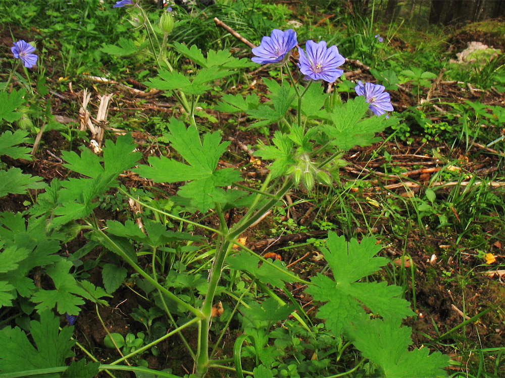 Image of Geranium bohemicum specimen.