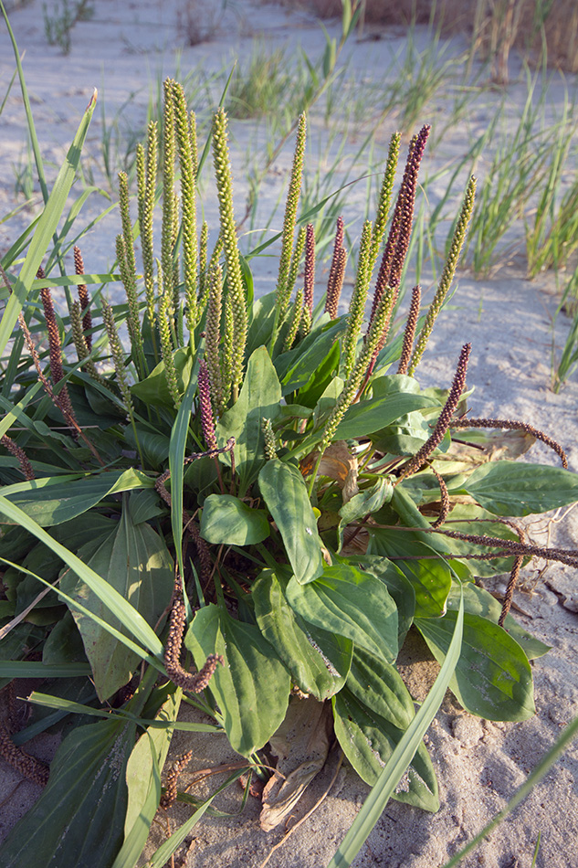 Изображение особи Plantago major.