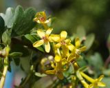 Ribes aureum