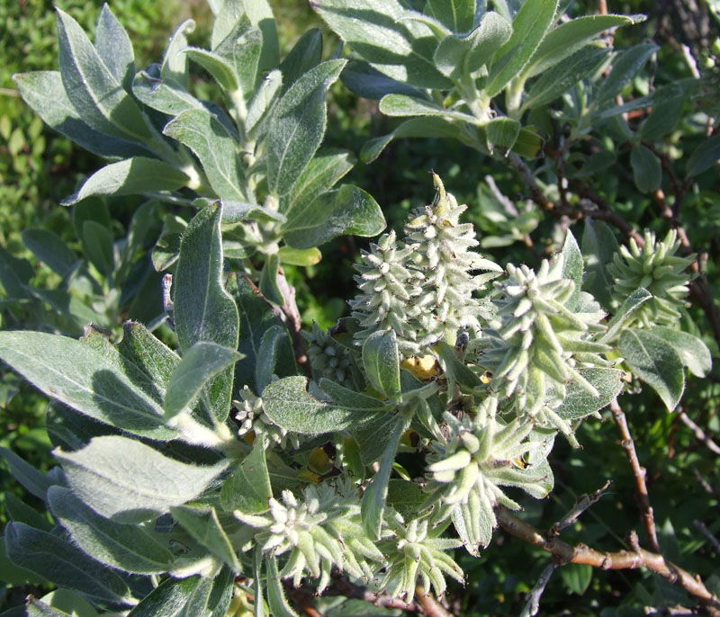 Image of Salix glauca specimen.