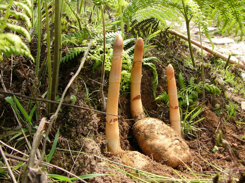 Image of Gastrodia elata specimen.