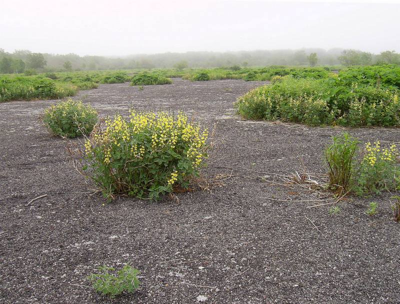 Изображение особи Thermopsis lupinoides.