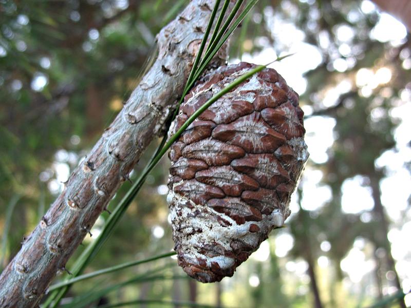 Image of Pinus pityusa specimen.