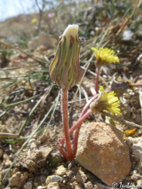 Image of Taraxacum hybernum specimen.