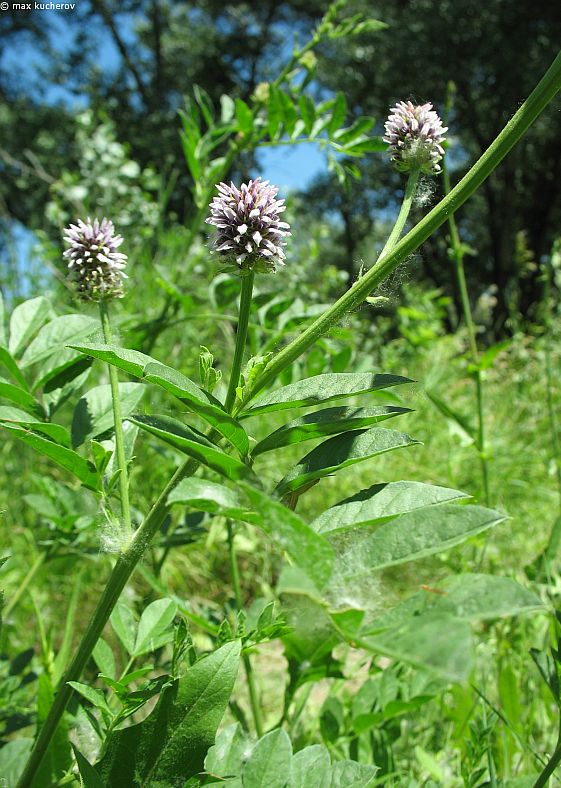 Изображение особи Glycyrrhiza echinata.