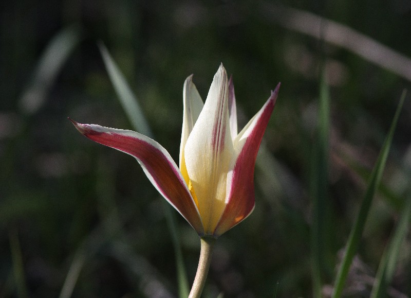 Изображение особи Tulipa berkariensis.