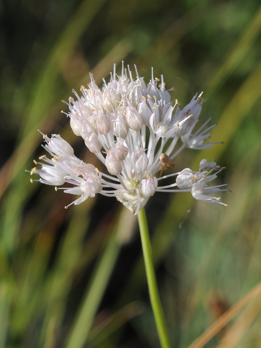 Image of Allium caricifolium specimen.