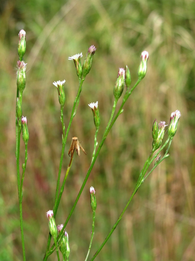 Image of Symphyotrichum graminifolium specimen.