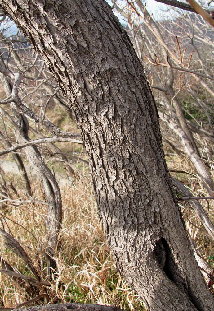 Image of Cotinus coggygria specimen.