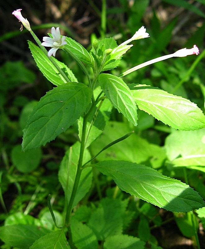 Image of Epilobium roseum specimen.