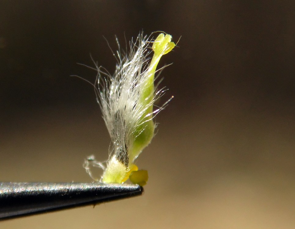 Изображение особи Salix phylicifolia.