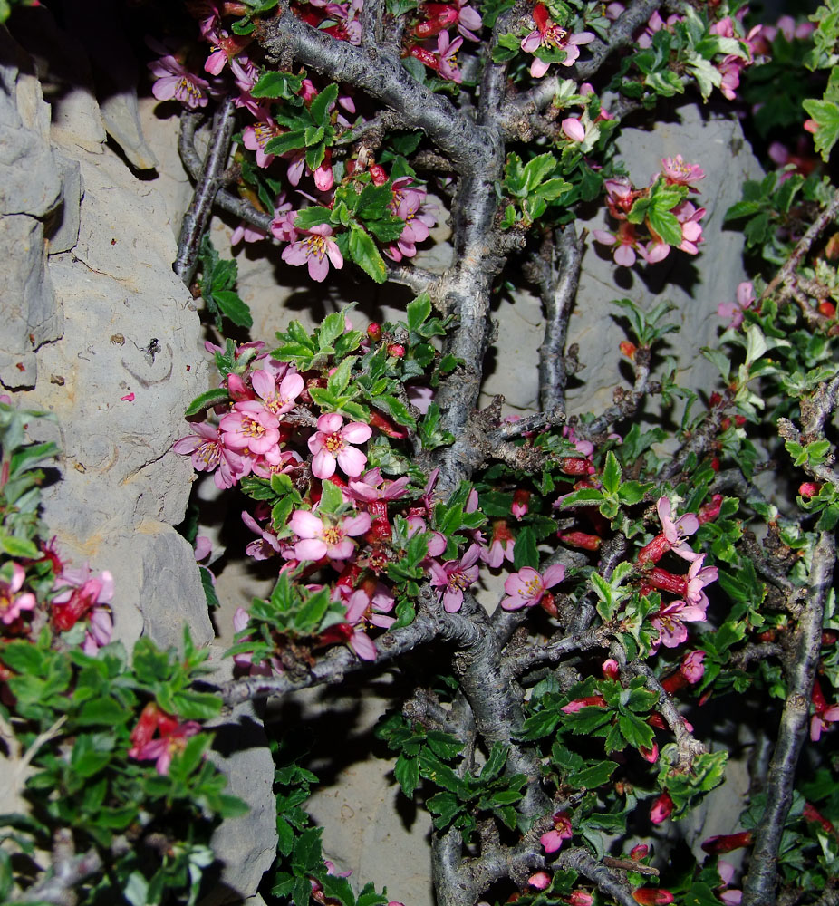 Image of Cerasus prostrata specimen.